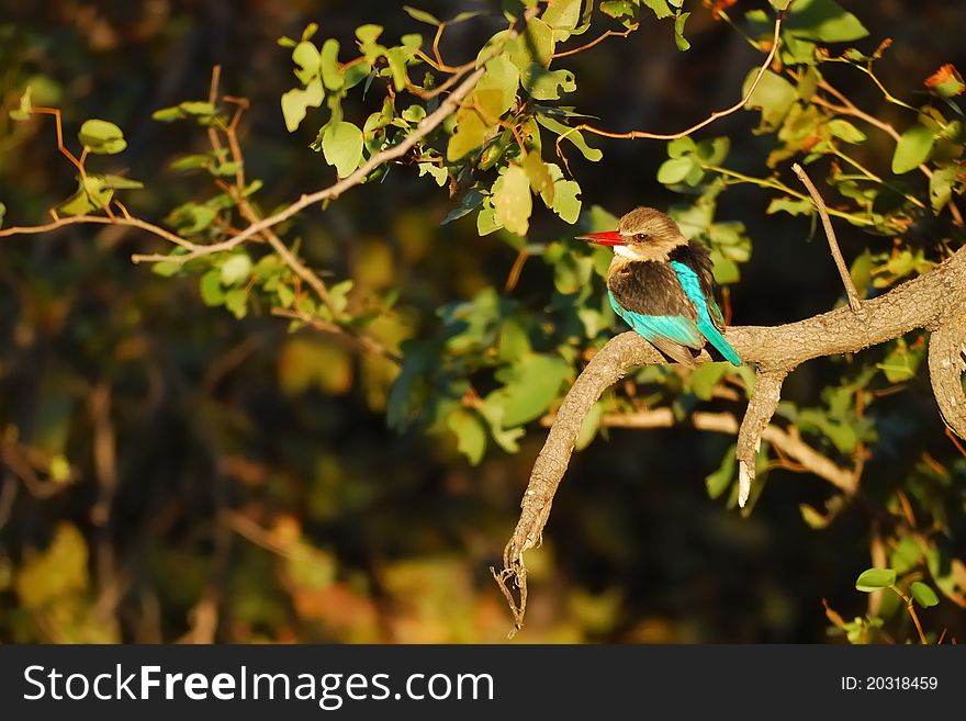 The Brown-hooded Kingfisher (Halcyon albiventris) is member of the Halcyonidae family and found in southern Africa.