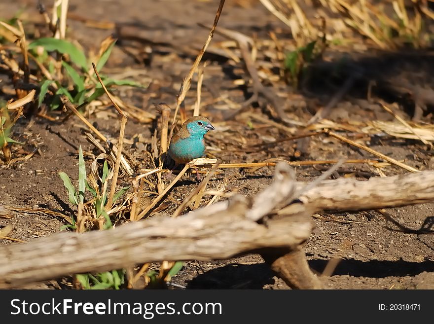 The Blue Waxbill (Uraeginthus angolensis), also called Blue-breasted Cordonbleu is a common species of estrildid finch found in Southern Africa.