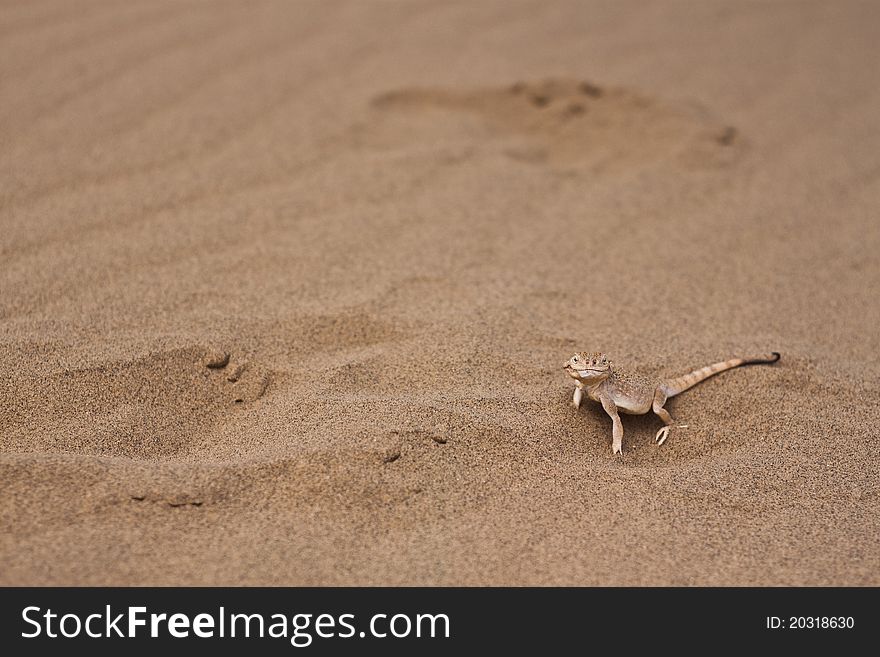 Lizard on a sand look at you