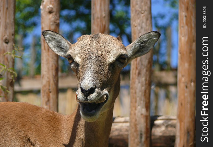 European Mouflon (Ovis orientalis musimon)