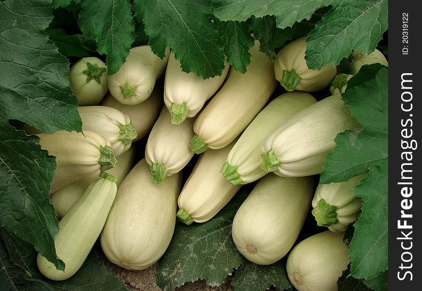 Marrows harvest among green leaves