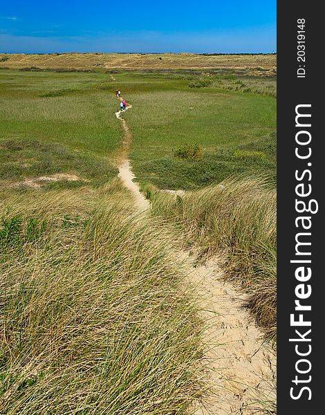 Sand Dunes With Helmet Grass