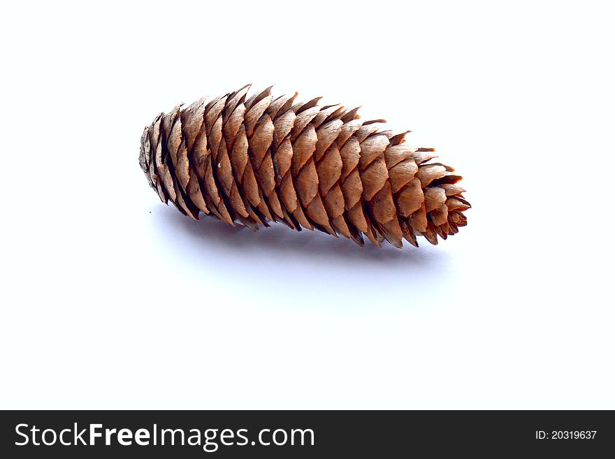 The fir-cone isolated on white