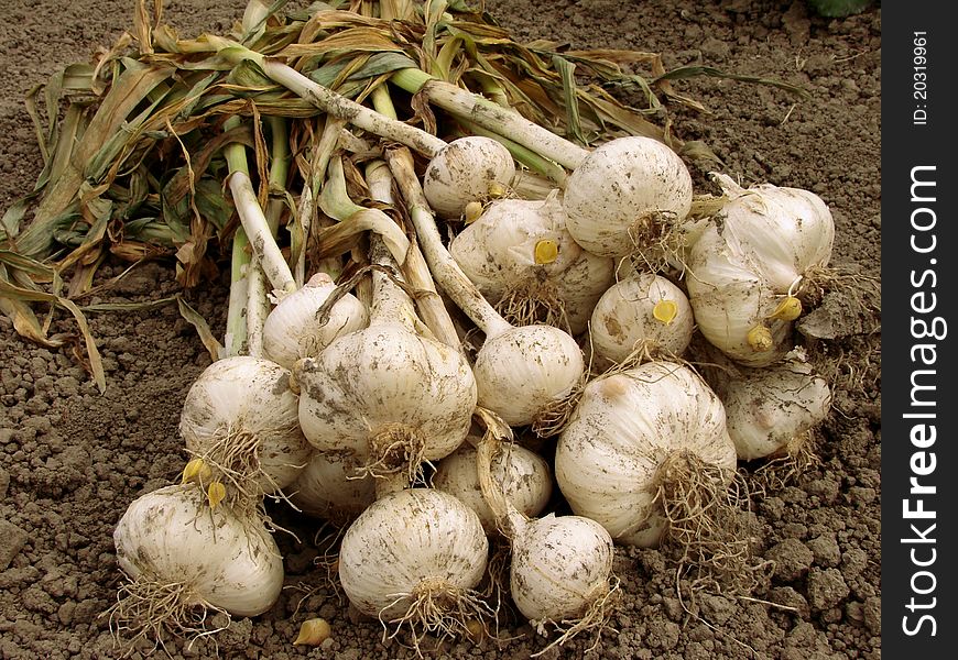 Some leek bulbs with tops on the ground. Some leek bulbs with tops on the ground