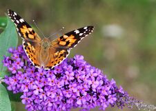 Butterfly On A Fragrant Purple Flower. Royalty Free Stock Photo