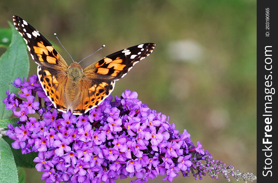 The butterfly is a  Painted lady or Vanessa cardui.  The flower is part of a butterfly bush or Buddleja. The butterfly is a  Painted lady or Vanessa cardui.  The flower is part of a butterfly bush or Buddleja.