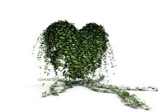 Ivy Heart Royalty Free Stock Photography Ivy Heart Royalty Free Stock Photography