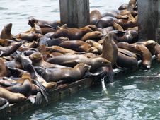 Seal Colony On Wharf Royalty Free Stock Images