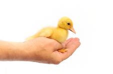 Hand Holding A Yellow Baby Duck Stock Image