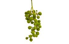 Cluster Of Green Grape Isolated On White Royalty Free Stock Photography