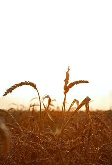 Wheat Field Stock Photos Wheat Field Stock Photos
