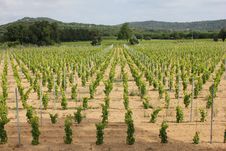 Ramatuelle Vineyard Royalty Free Stock Images Ramatuelle Vineyard Royalty Free Stock Images