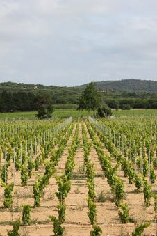 Vineyard Near Ramatuelle, Provence Royalty Free Stock Photos Vineyard Near Ramatuelle, Provence Royalty Free Stock Photos