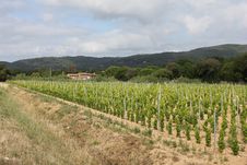 Vineyard Near Ramatuelle, Provence Stock Photos Vineyard Near Ramatuelle, Provence Stock Photos