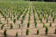 Vineyard Near Ramatuelle, Provence Royalty Free Stock Photography Vineyard Near Ramatuelle, Provence Royalty Free Stock Photography