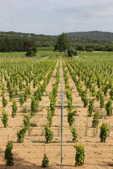 Vineyard Stock Images Vineyard Stock Images