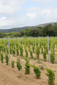Vineyard Near Ramatuelle, Provence Royalty Free Stock Photo Vineyard Near Ramatuelle, Provence Royalty Free Stock Photo
