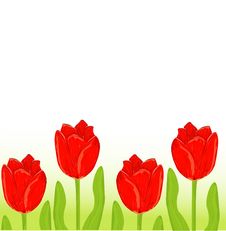 Red Tulip Spring Card Royalty Free Stock Photography Red Tulip Spring Card Royalty Free Stock Photography