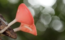 Pink Burn Cup Mushroom Stock Images