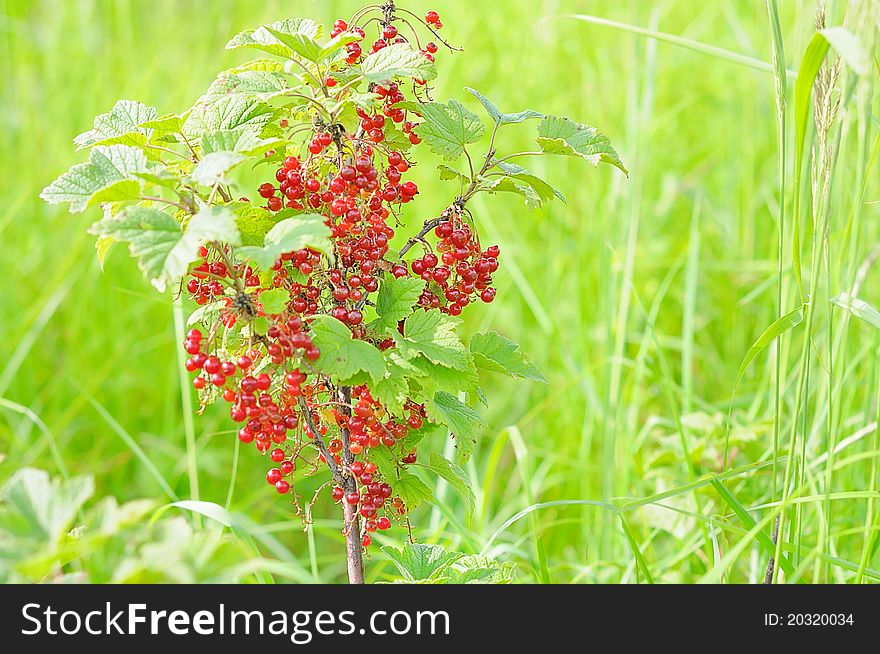 A branch of red currants on a green background. A branch of red currants on a green background.