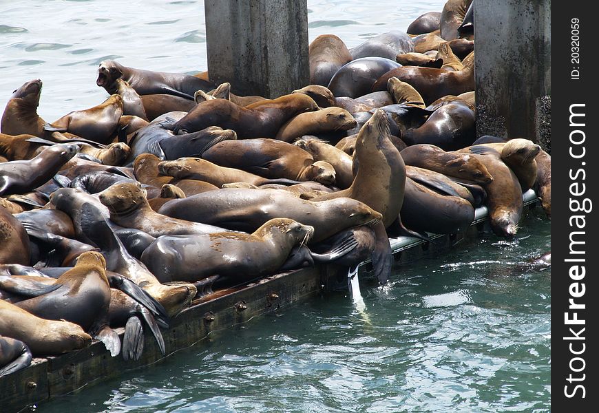 Seal colony on wharf