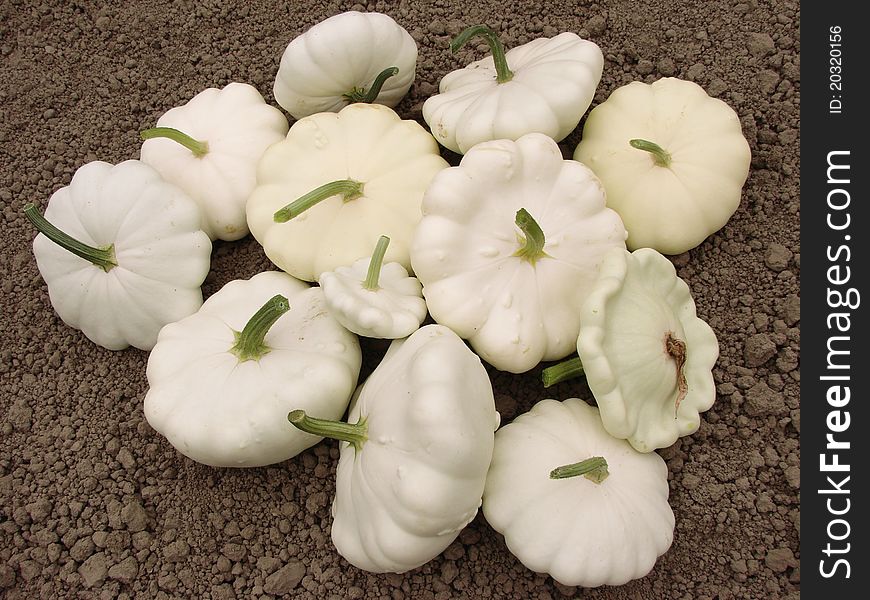 Squashes harvest on the ground