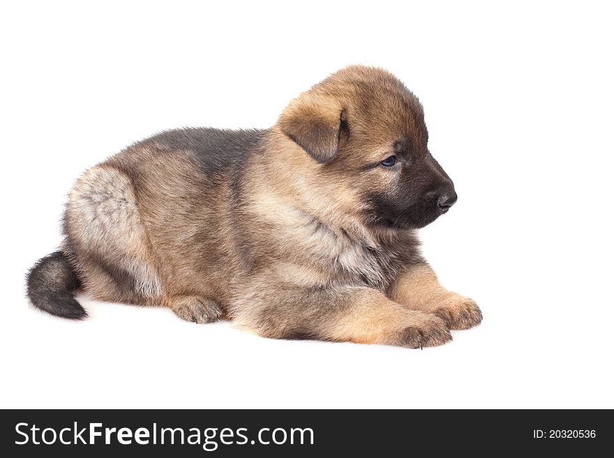 German sheep-dog puppy isolated on white background. German sheep-dog puppy isolated on white background