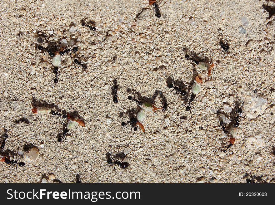 Working Ants
