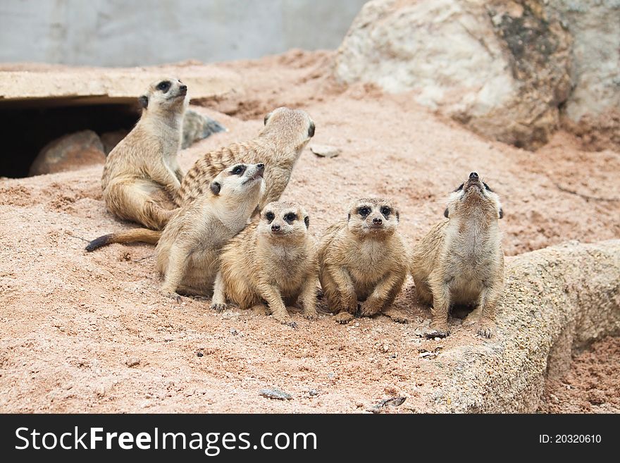 Group of Meerkat on the ground