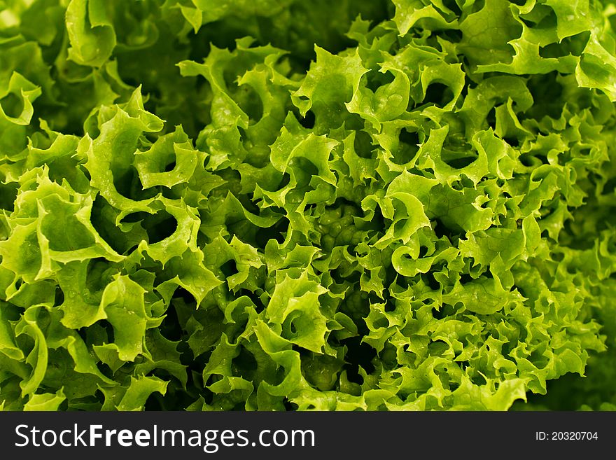 Full frame close up photo of green lettuce - for background or texture. Full frame close up photo of green lettuce - for background or texture