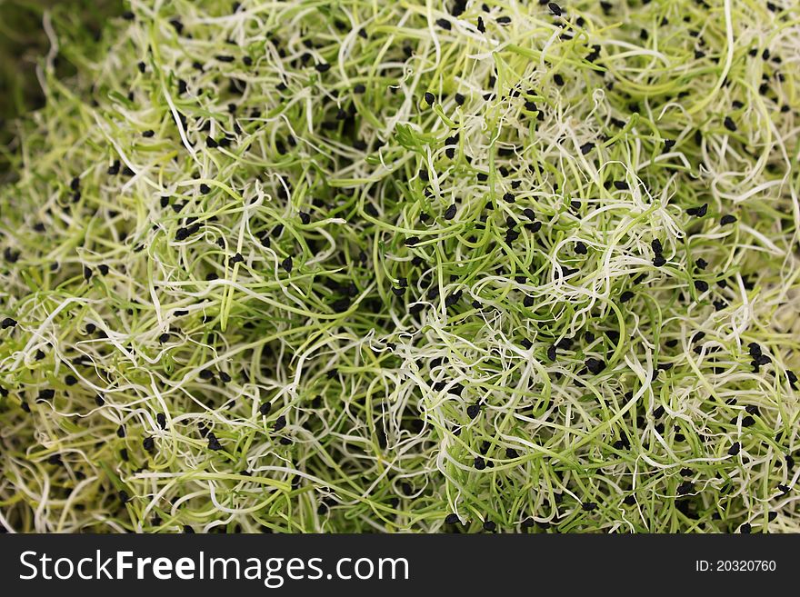 Close up of Fresh Sprouts