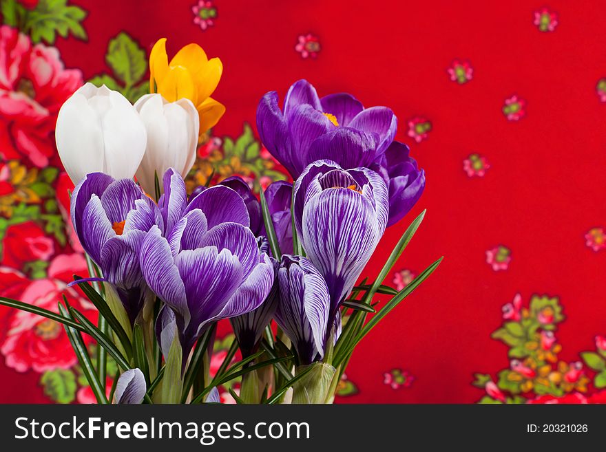 Crocus close up on red background