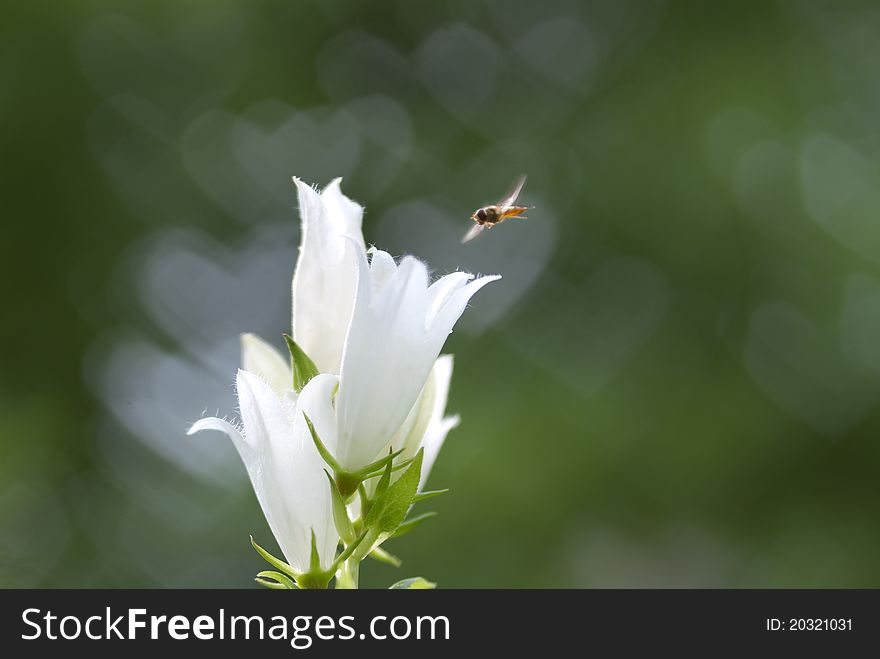 White bell and the bee on green background with heart bokeh