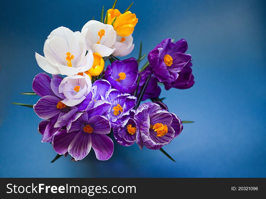 Crocus flower close up on blue background