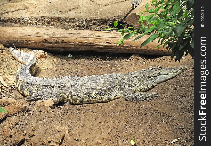 Large alligator crawling through the sand. Large alligator crawling through the sand