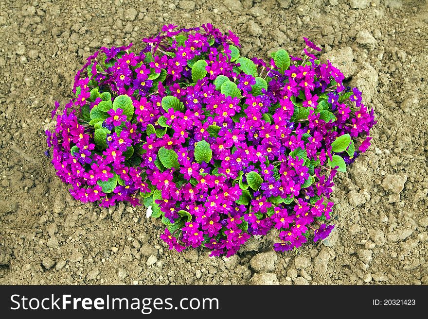 Violet violets photographed from above (against the earth)