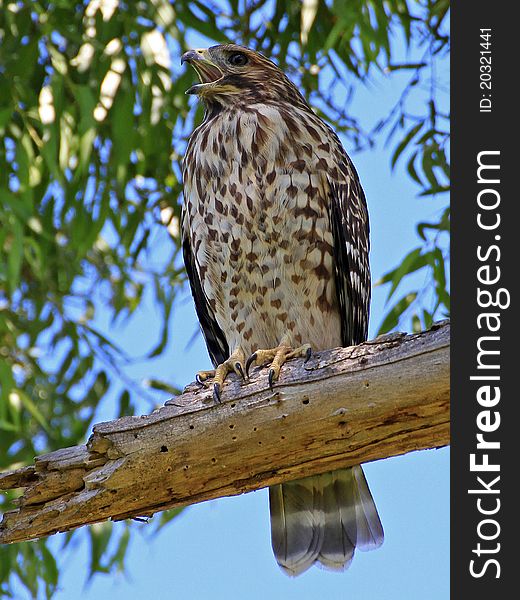 An immature screeching Cooper's Hawk in a tree top. An immature screeching Cooper's Hawk in a tree top