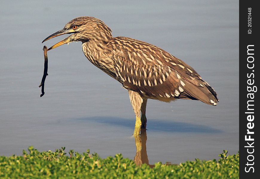 Bird With A Twig
