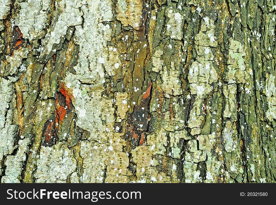 Closeup View Of The Textured Bark Of A Tree Trunk