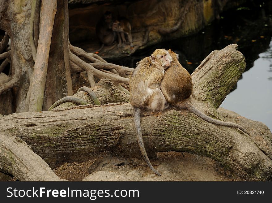 Monkeys in Taipei Zoo at Taiwan