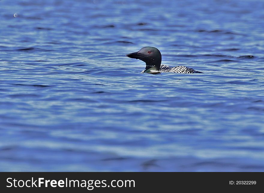 Loon on Long Pond. White Mountains New Hampshire