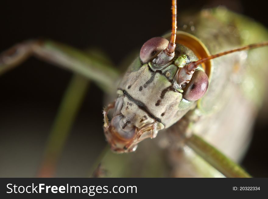 A macro photography of grasshoppers. A macro photography of grasshoppers.