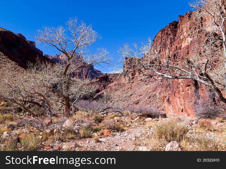 The canyon bottom in the Clear Creek has numerous and interesting cliff walls, trees, and always a possibility of a flash flood. The canyon bottom in the Clear Creek has numerous and interesting cliff walls, trees, and always a possibility of a flash flood.