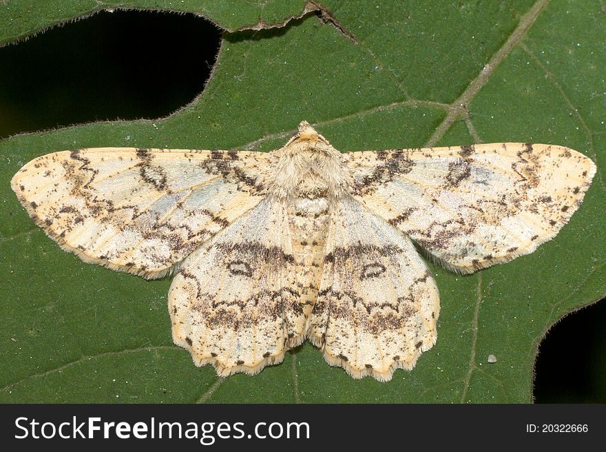 Ascotis selenaria / The Giant looper moth on the green leaf