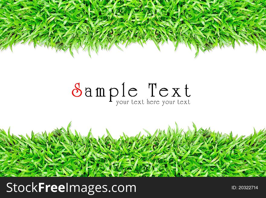 Grass frame in white background texture, green