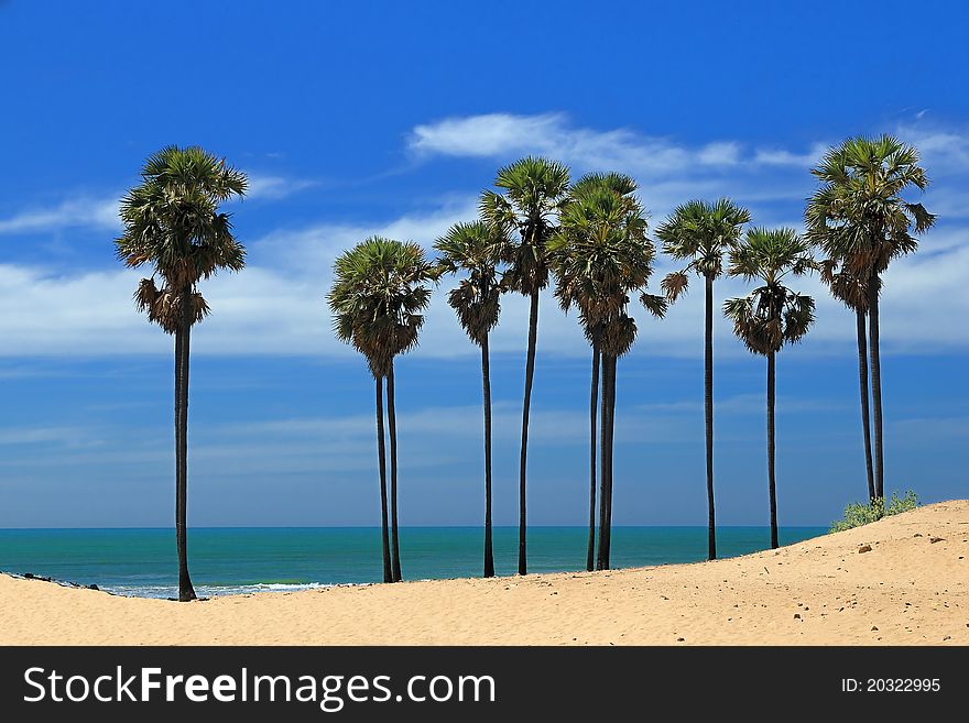 Rows of palm trees along the coast of Indian ocean