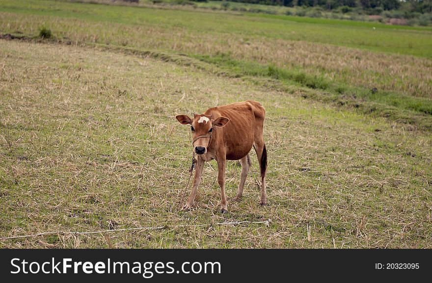 A calf feeding on grees grass at Indian countryside