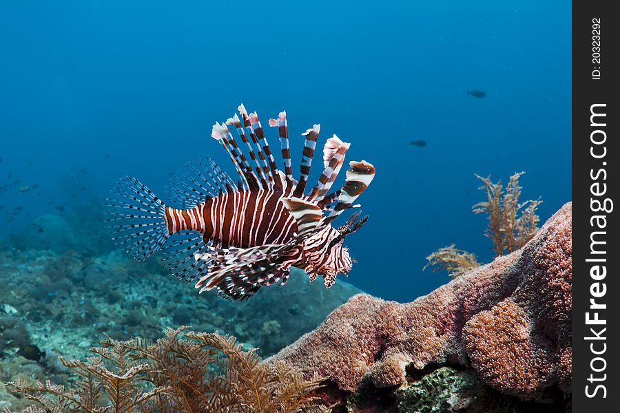 Colorful Lion fish over a coral reef in Bali, Indonesia. Colorful Lion fish over a coral reef in Bali, Indonesia