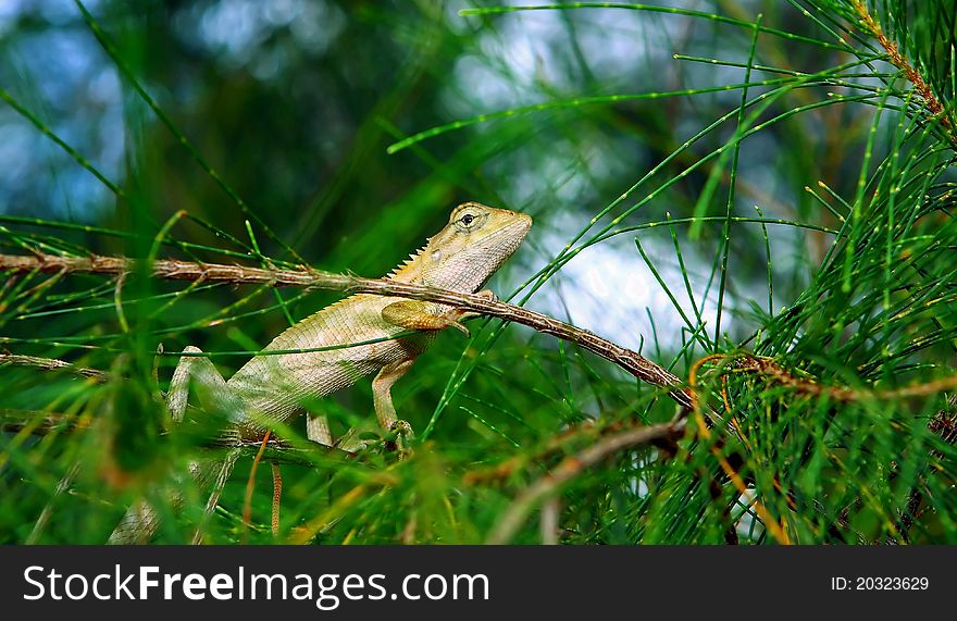 Iguana In The Pines.