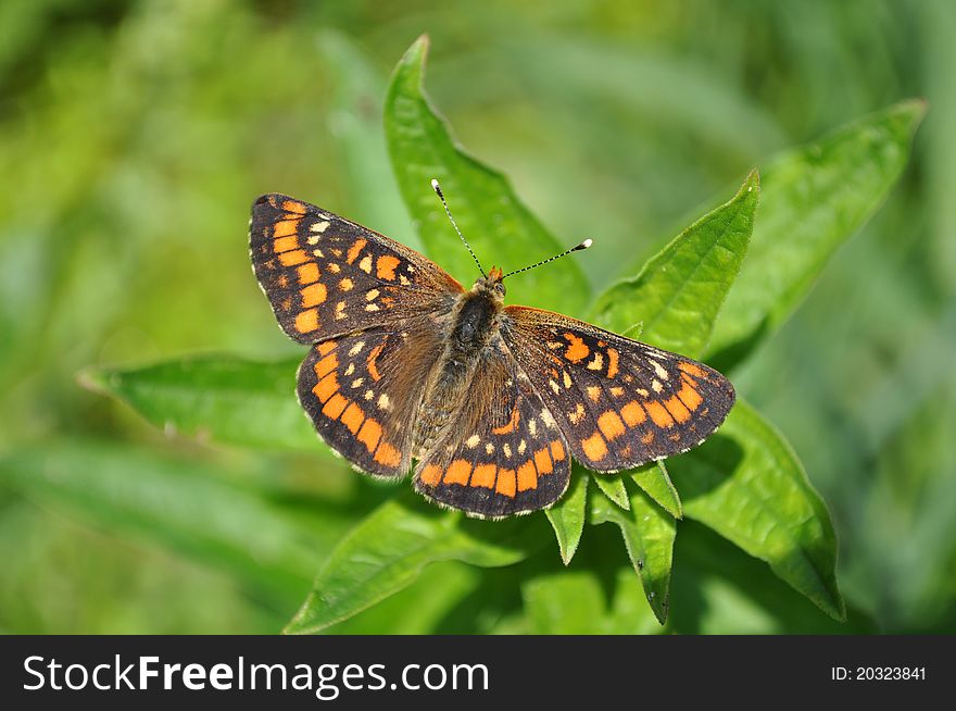 Butterfly Euphydryas Intermedia